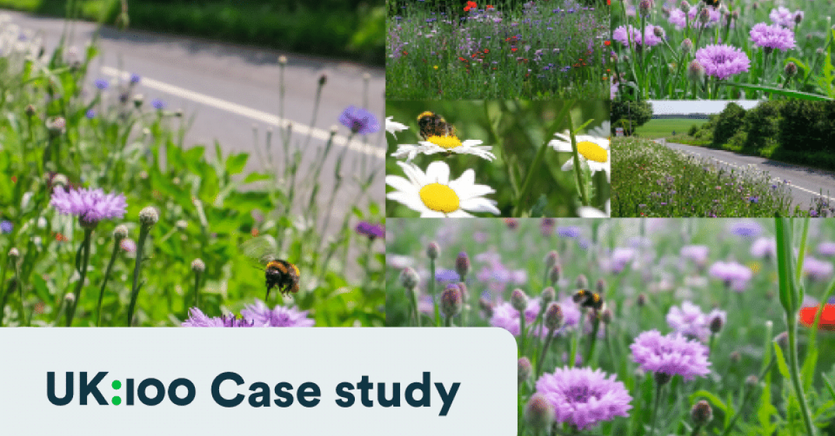 Wildflowers in West Berkshire